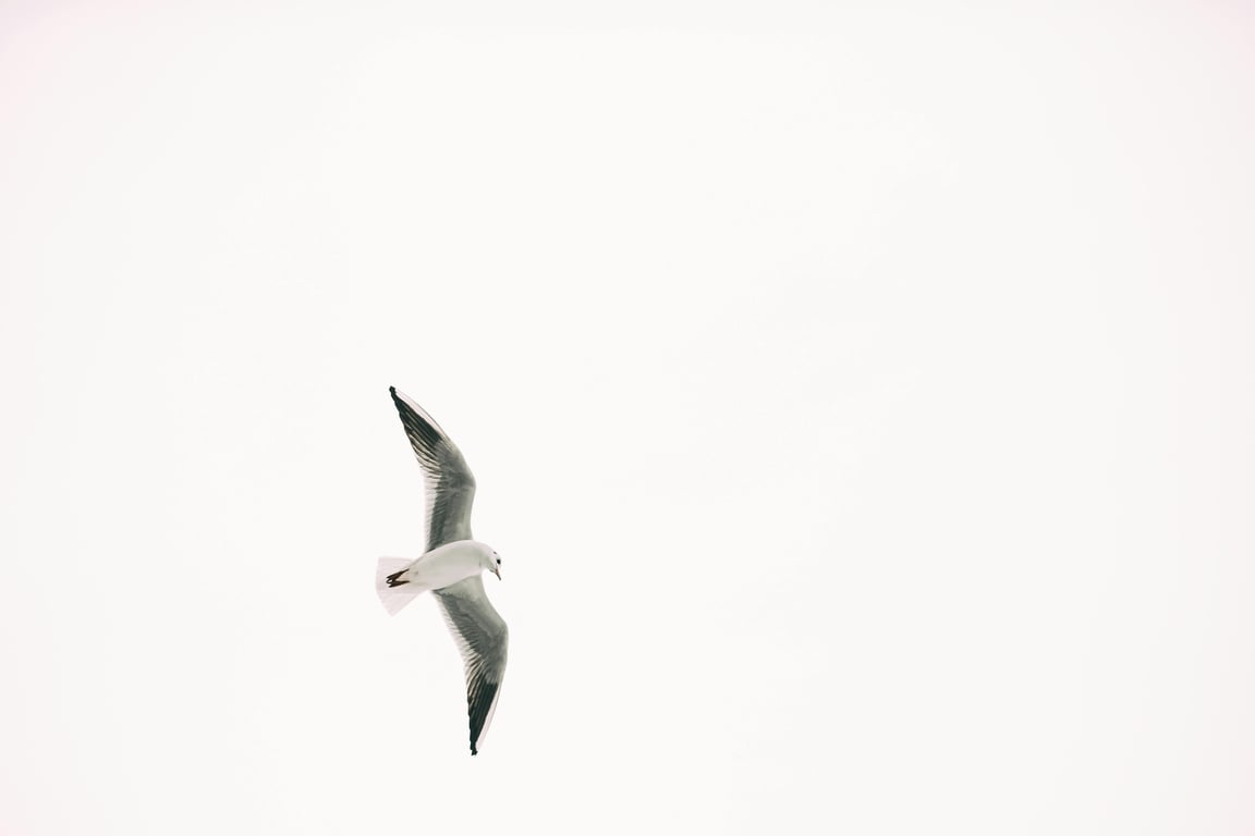 A bird flying free, symbolic of overcoming PTSD with proper treatment